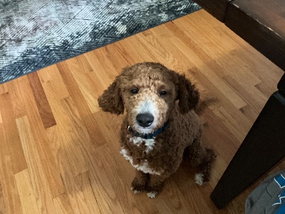 Cavapoo – 10 Month Old Male Cavapoo – Lansing