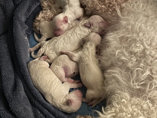 Maltipoo – Maltipoo Puppies – Melbourne