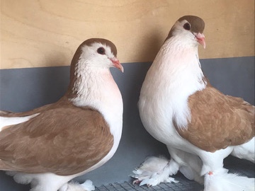 Pigeon for sale breeding pair – Canvey Island