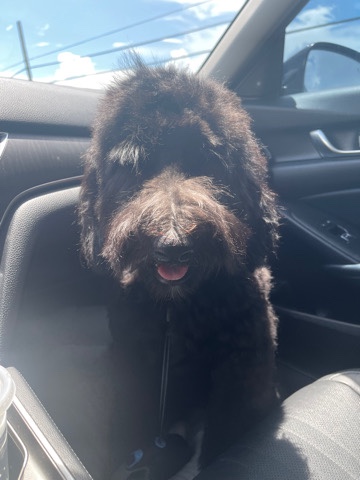 Standard Golden Doodle