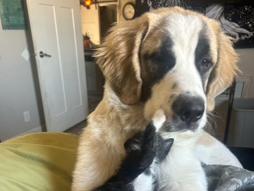 St. Bernard -  Saint Bernard  available for adoption in Ellicott