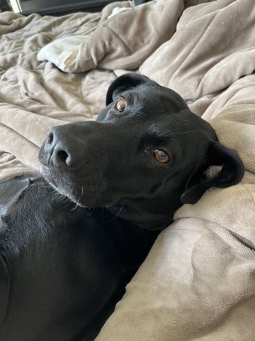 Labrador Retriever – Oliver ( Ollie )
