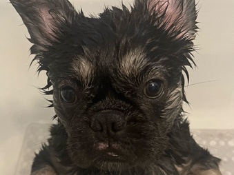 French Bulldog – baby Fluffy Frenchy – Lansing