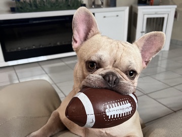 Image of French Bulldog