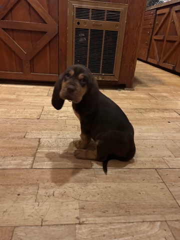Bloodhound Puppies!