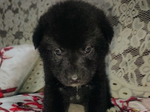 akita pupy avaiable