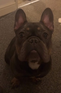 French Bulldog – French Bulldog Blue and Tan KC Registered female