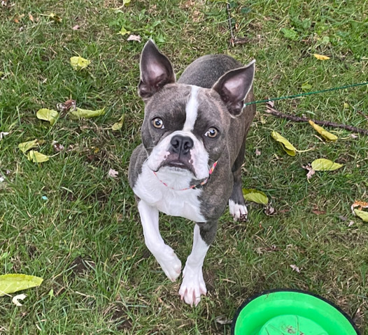Boston Terrier – Purebred Boston Terrier