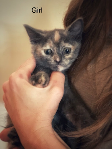 Kitties for adoption