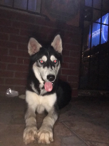 Siberian Husky – Selling Oreo because of moving
