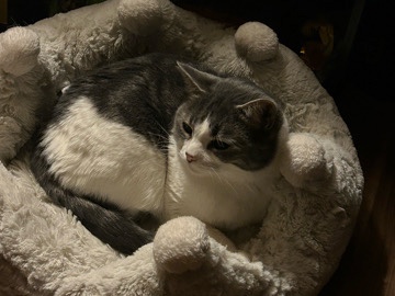American Shorthair – Rehoming Cat – Fairburn