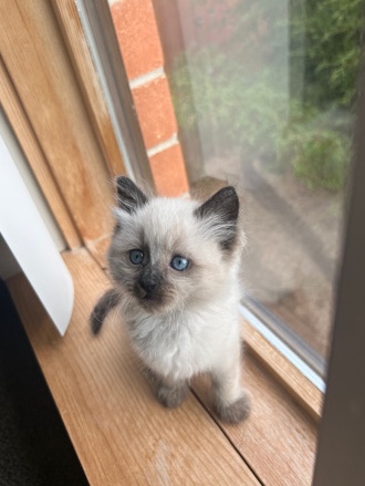 Siamese – Kitten for Sale