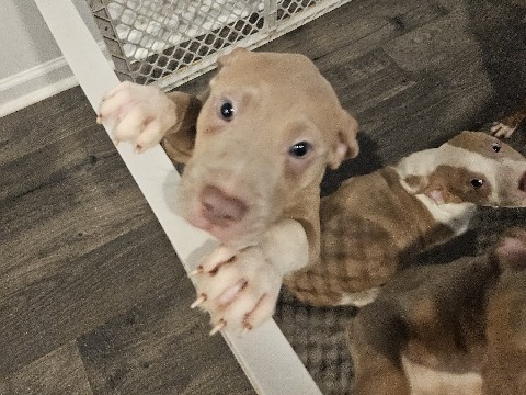 Chihuahua – Free puppies – North Augusta