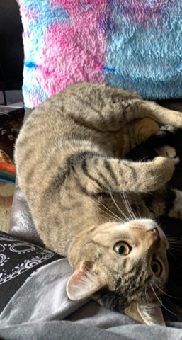 American Shorthair – Tabby cat needs a forever home