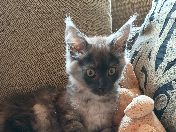 Maine Coon Kitten 