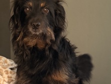 loving pet looking for family – Marrero