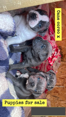 Cane Corso – cane corso puppies