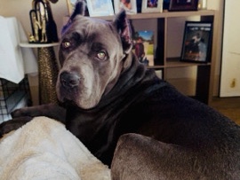 Cane Corso – Bronny!!!!! – Houston