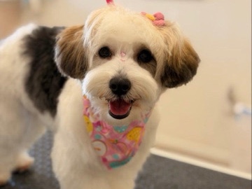 Maltipoo – maltipoo – Porterville