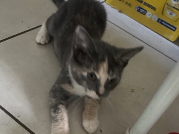 Others - kittens free to loving home available for adoption in Townsville City