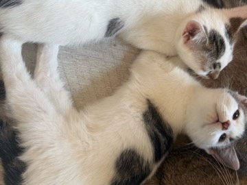 2 female kittens – Bedford