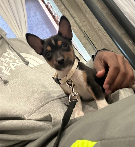 Basenji – Basenji Puppy Rehome