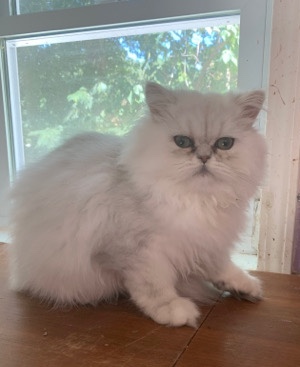 Persian (Traditional) – Silver Persian kitten