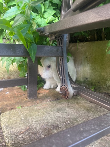 White Rabbit