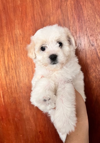 Maltese – Maltipoo