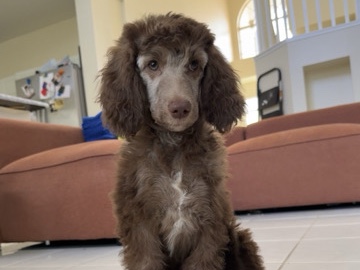 Poodle – STANDARD POODLES – Pembroke Pines