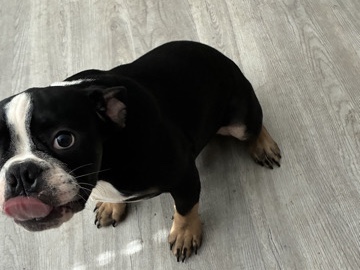 French Bulldog – Friendly 6 moth boy frenchie – Atlanta
