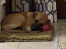 Cane Corso – large dog needs a new loving home – San Antonio