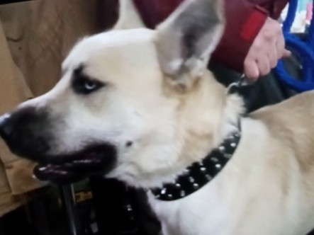 Labrador Husky – beautiful 1yr old Husky/ German shepherd