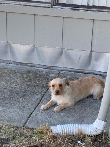 Poodle – re homing