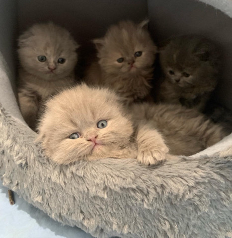 Scottish Fold – Scottish Fold Kittens