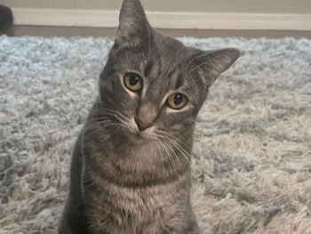 Russian White, Black and Tabby – Free Brother Boy Cats! – Cape Coral