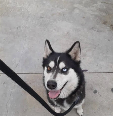 Siberian Husky – Needs a new forever home!