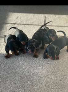 kc Registered miniature dachshund puppies