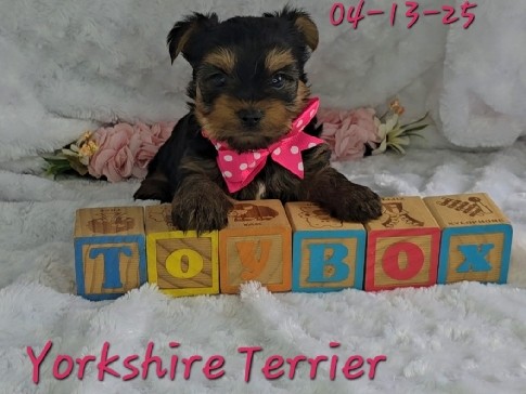 Yorkshire Terrier – Winnie a female Yorkshire Terrier, Hypoallergenic Pet Only – Barnett