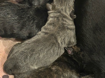 Cane Corso – AKC cane Corso puppies – Salem