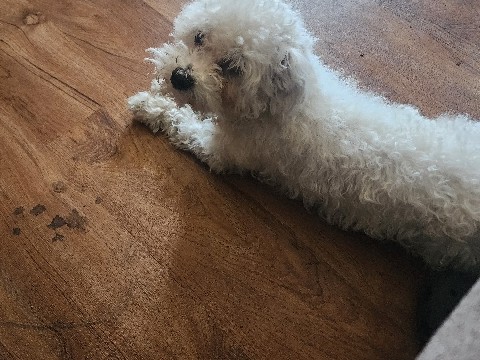 male maltese