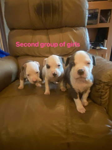 American Pit Bull Terrier – 6 female pit bull puppy’s / dad and mom