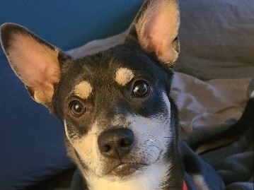 Australian Kelpie – Rehoming dog