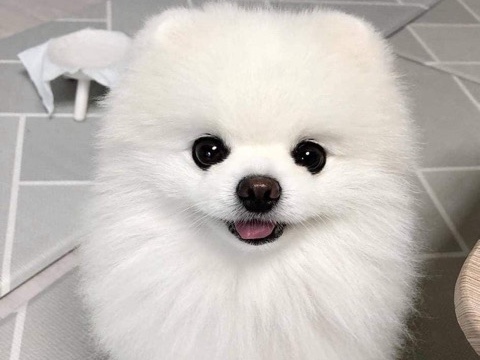white Pomeranian – New York