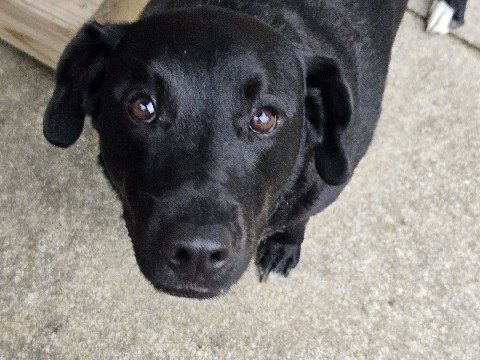Labrador Retriever – black lab – Lansing