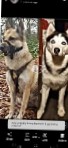 German Shepherd – Gerbian Shepsky (German Shepard X Siberan husky