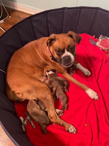 Boxer – Boxer puppies
