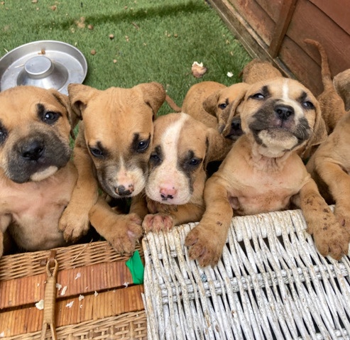 Perro de Presa Canario – pressa x bully pups