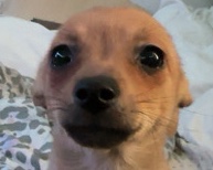Chihuahua – needs new home