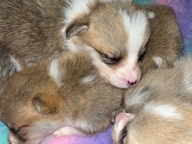 Pembrokeshire Welsh corgi